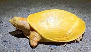 Albino Tapi Gak Putih Inilah Kura Kura Kuning Pisang Yang Langka