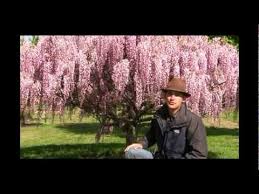 Check out our amethyst falls wisteria selection for the very best in unique or custom, handmade pieces from our craft supplies & tools shops. How To Grow Wisteria Vine As A Tree Gurney S Video Youtube