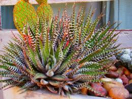 Es importante asi notar que los cactus son en realidad suculentas, pero que por razones de clasificación popular o administrativa, se suele hacer la distinción entre los cactus y las otras plantas crasas. Mis Cactus Crasas Y Suculentas Plantas