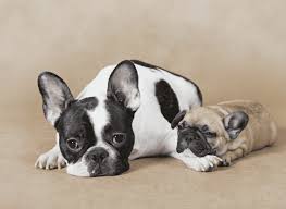 Most good puppy preschool training programs provide time in each session for this type of dog interaction. How Many C Sections Can A Bulldog Have Find Out More
