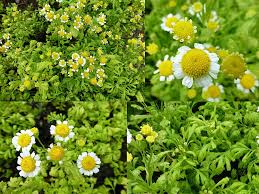 Image result for foto Kopretina