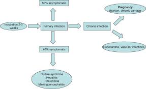 Image result for Q Fever