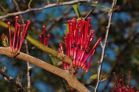 Image result for Helixanthera schizocalyx