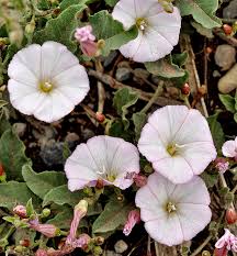 Image result for Convolvulus arvensis