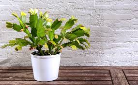 Left hand navigationskip to search results. Dammann S Garden Company Troubleshooting Common Christmas Cactus Concerns