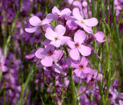 Answers for the crossword clue: Hesperis Matronalis Wikipedia