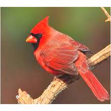 Birds Of North Carolina Book North Carolina State Bird Carolina Is My Home Cardinal Birds Northern Cardinal Birds