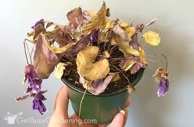 Handy tips and what those yellow leaves mean. Cyclamen Plant Care Guide How To Care And Look After Cyclamen