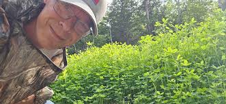Brassicas growth in NW Minnesota