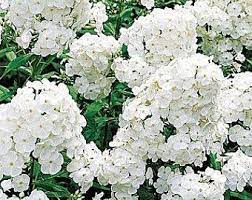 Pin On Country Garden Decor