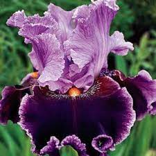 About Town Tall Bearded Iris Bearded Iris Iris Garden Iris Flowers