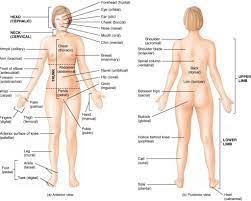 Human body woman posterior view. Body Name Chart Canabi