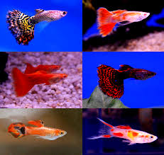 Ikan guppy (poecilia reticulata) adalah salah satu ikan hias aquarium yang banyak dijual di toko ikan. Cara Budidaya Ikan Komet Di Ember Infoakuakultur Com