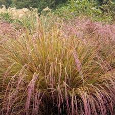 Stipa Pheasant Tails Ornamental Grass Seeds Stipa Arundinacea 50 Seeds In 2021 Drought Tolerant Landscape Ornamental Grasses Grasses Garden