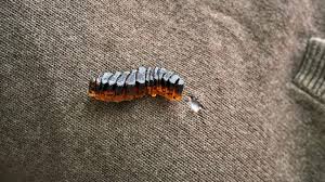 Fashion brand company moth dress. Chiara Tommencioni Pisapia Uses Moths To Break Down Unwanted Clothing