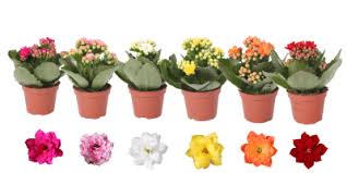 Image result for Kalanchoe rosalina