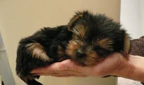 Check spelling or type a new query. Taking Care Of Your Newborn Yorkie Puppies My Little Yorkie World