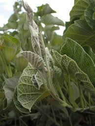 Image result for Ipomoea verbascoidea