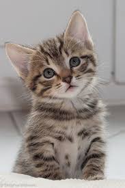 veronique cazier adli kullanicinin felinos panosundaki pin sevimli kedi yavrulari kediler ve yavrulari sevimli hayvan yavrulari
