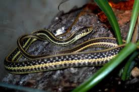 So bring on the alligators, amphisbaenians, boas, caimans, caecilians, chameleons, crocodiles, frogs, geckos, gharials, lizards, monitors, newts, pythons, rattlers, salamanders, skinks, snakes, terrapins. Image Thamnophis Saurita Eastern Ribbon Snake Biolib Cz