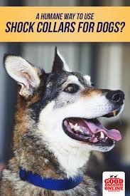 How To Use A Dog Shock Collar Dog Shock Collar Dog Training Dogs Shock