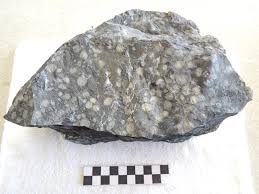 フズリナ 石灰岩