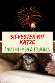 ᐅ silvester mit katze ohne angst tipps mittel zum beruhigen 2020 katzen beruhigen katzen silvester
