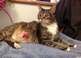 Your cat is only pretending to ignore you: Cancer In Cats Symptoms And Treatment