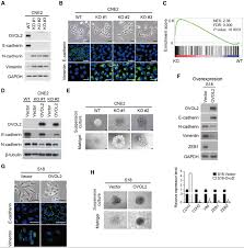 Ovol2 Inhibits Emt A Western Blot Wb Analysis Of Emt Markers In Download Scientific Diagram