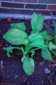 Epsom salt can be used on hostas as a fertilizer to provide the plant with magnesium. Hosta Hosta Plantaginea Uic Heritage Garden