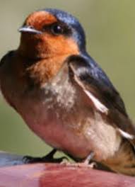 Research on bird problems in australia has focussed mainly on damage caused to fruit, cereal and oilseed grain crops. Australian Pest Bird Species Pest It