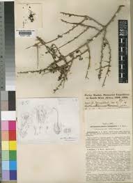 Image result for Antherothamnus