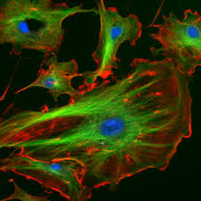 Animal cell organelles and functions with diagrams. Cytoskeleton Definition Structure And Functions Biology Dictionary