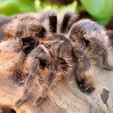 Geniculata is native to the amazon basin of northern brazil. Typhochlaena Seladonia Brazilian Jewel My Monsters