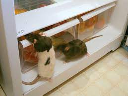 Pest droppings are the classic sign off a pest infestation. How To Find The Warning Signs Of Pests Before They Find You