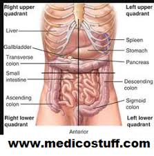 Definition (msh) that portion of the body that lies between the thorax and the pelvis. Abdominal Anatomy Injuries Diagram Quizlet