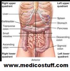 The major muscles of the abdomen include the rectus. Abdominal Quadrant Anatomy Anatomy Drawing Diagram