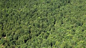 Seit beginn der erhebungen in die nutztierhaltung hat in deutschland über die letzten jahrzehnte einen tiefgreifenden wandel durchlaufen. Landschaften Der Deutsche Wald Deutscher Wald Landschaften Natur Planet Wissen