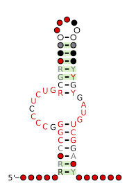 Check spelling or type a new query. File Rf03067 Rscape Secondary Structure Svg Wikipedia