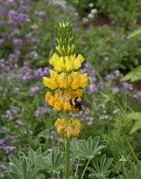 Image result for Lupinus mexicanus