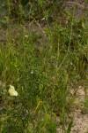 Image result for Pogonospermum subsessile
