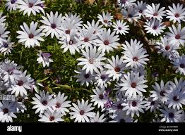 Image result for Osteospermum barberiae