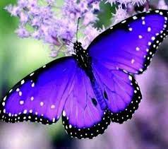 Table tennis equipment brand butterfly by tamasu co., ltd. Harish Ajwani On Twitter Most Beautiful Butterfly Beautiful Butterflies Butterfly Pictures