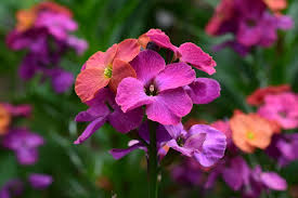 Perfect Plant Portraits Finegardening