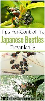 Japanese Beetles Are Very Destructive And Major Pests For Many Gardeners Learn How To Control T Organic Vegetable Garden Garden Pest Control Japanese Beetles