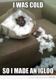 32 Best Funny Animal Pictures Quoteshumor Com