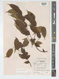 Image result for Alafia orientalis