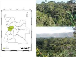 Image result for Rytigynia sp. M