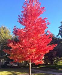 This is generally the last of red best uses: October Glory Maple Tree Best Trees For Dallas Tx Plants For Dallas Red Maple Tree Landscaping Maple Tree Landscape Red Maple Tree