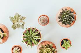 Alles zu standort, pflege, gießen, schneiden und von aloe vera gibt es heute an die 250 arten. Aloe Vera Umtopfen 5 Einfache Schritte Botanicly